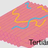 Struktur der Zellwand mit gelben und blauen Linien, die ihre Funktion symbolisieren.