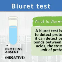 Biuret-Reaktion: Lila Flüssigkeit zeigt Proteine an (positiv), blaue Flüssigkeit zeigt keine Proteine (negativ).