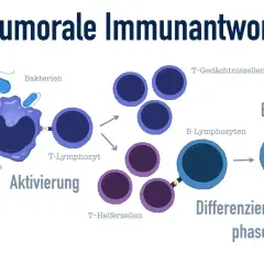 Schema der humorale Immunantwort: Fresszelle erkennt Antigen, aktiviert T-Lymphozyten und B-Lymphozyten. B-Zellen differenzieren zu Plasmazellen, die Antikörper produzieren.