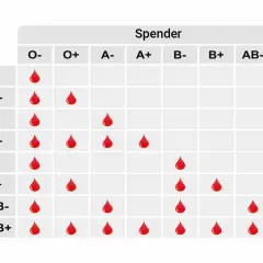 Tabelle zeigt die Vererbung von Blutgruppen. Rote Tropfen markieren kompatible Spender für Empfänger.