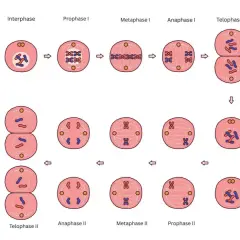 Der **Meiose Ablauf** in schematischen Darstellungen: Chromosomen ordnen sich, trennen sich und teilen sich in zwei Schritten, um vier Tochterzellen zu bilden.