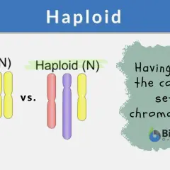 Vergleich von diploiden (2N) und haploiden (N) Chromosomensätzen. Ein haploider Chromosomensatz hat die Hälfte der vollständigen Chromosomen.