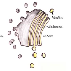 Der Golgi-Apparat mit Zisternen, Vesikeln und cis/trans-Seiten. Seine Funktion ist die Modifikation, Sortierung und Verpackung von Proteinen und Lipiden.