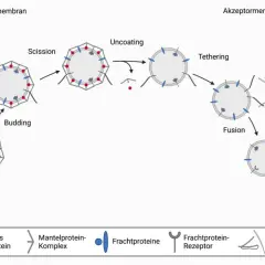 Schema zeigt die Vesikel-Funktion: Knospung, Abschnürung, Entmantelung, Anheftung und Fusion von Vesikeln zur Membran.