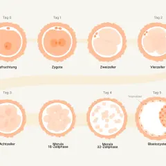 Die Abbildung zeigt die **Phasen der Befruchtung** und frühen Embryonalentwicklung: von der Befruchtung über Zygote, Zweizeller, Vierzeller, Achtzeller, Morula bis zur Blastozyste.