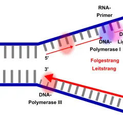 Schema der semikonservativen Replikation: DNA-Polymerase III synthetisiert den Leitstrang, während DNA-Polymerase I und Ligase den Folgestrang aufbauen.
