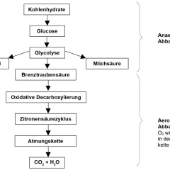 Schema der inneren Atmung: Kohlenhydrate werden zu Glucose, dann Glykolyse zu Brenztraubensäure. Anaerober Abbau führt zu Ethanol oder Milchsäure. Aerober Abbau über Zitronensäurezyklus und Atmungskette zu CO₂ + H₂O.