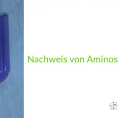 Reagenzglas mit violetter Flüssigkeit, Ergebnis der Ninhydrin-Reaktion zum Nachweis von Aminosäuren.