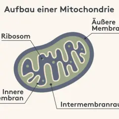 Schema des **Mitochondrien Aufbaus**: Äußere und innere Membran, Intermembranraum und Ribosomen sind beschriftet.