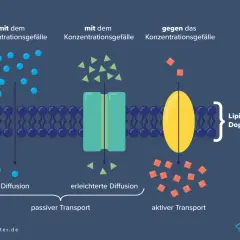Die Zellmembran zeigt die Funktion von Transportprozessen: Diffusion, erleichterte Diffusion und aktiver Transport, die alle die Zellmembran durchqueren.