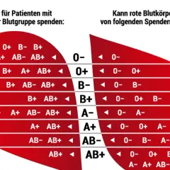 Blutgruppenkompatibilität: Patienten mit Blutgruppe 0- können von allen Spendern erhalten. Eltern mit Blutgruppe 0- können Kinder mit jeder Blutgruppe haben.