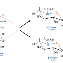 Die Umwandlung von Glucose in Kettenform zu α-Glucose und β-Glucose in Ringform.