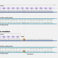 Normaler Proteinaufbau vs. verkürztes Protein durch eine Nonsense-Mutation, die ein Stoppsignal einführt.