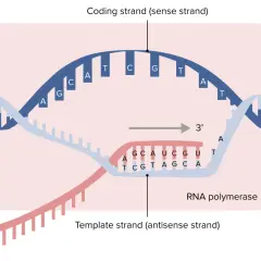 Der Prozess der **DNA-Transkription**: RNA-Polymerase liest die Matrizen-DNA, um mRNA zu synthetisieren.
