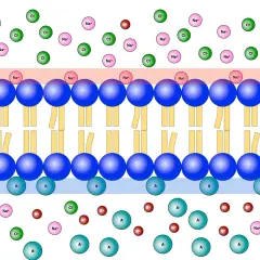 Ruhepotential einer Nervenzelle: Ionen (Na+, K+, Cl-, A-) verteilen sich um die Zellmembran, um das Ruhepotential zu erzeugen.