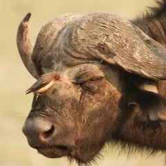 Ein kleiner Vogel sitzt auf dem Kopf eines Büffels. Ein Beispiel für Symbiose, bei der der Vogel Parasiten frisst.