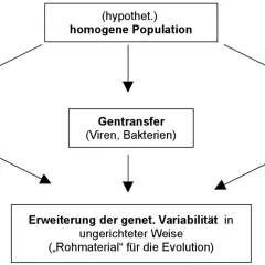 Schema zur synthetischen Evolutionstheorie: Mutation, Gentransfer und Rekombination erweitern genetische Variabilität als Rohmaterial für die Evolution.