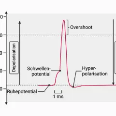 Diagramm zeigt den Aktionspotential einer Nervenzelle: Ruhepotential, Depolarisation, Schwellenpotential, Overshoot, Repolarisation und Hyperpolarisation.
