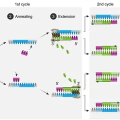 Schema der **Polymerase-Kettenreaktion** (PCR): DNA-Denaturierung, Primer-Anlagerung und Elongation vervielfältigen DNA-Fragmente.