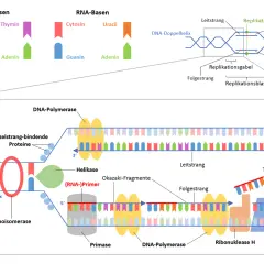 Der **DNA-Replikationsablauf** zeigt, wie die DNA-Doppelhelix entwirrt und neue Stränge synthetisiert werden. Enzyme wie Helikase und DNA-Polymerase sind beteiligt.
