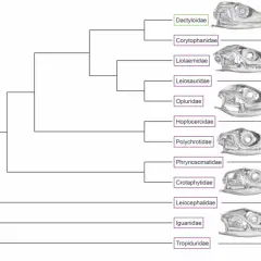 Stammbaum zeigt adaptive radiation deutsch bei Echsenfamilien mit Schädelbildern.