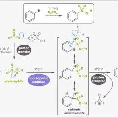 Mechanismus der elektrophilen Substitution: Benzol reagiert mit Schwefelsäure unter Bildung eines kationischen Intermediats, gefolgt von Protonentransfer.