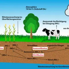 Der Stickstoffkreislauf: 78% der Atmosphäre ist Stickstoff (N2). Er wird in der Landwirtschaft genutzt, z.B. durch Düngung, und durchläuft Prozesse wie Nitrifikation und Denitrifikation.