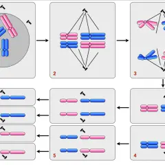 Schema zeigt die Schritte der Spermatogenese und Oogenese: Chromosomenpaare ordnen sich an, trennen sich und teilen sich, um Gameten zu bilden.