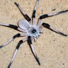 Eine helle Spinne mit schwarzen Beinsegmenten auf Sand. Ob Spinnen ein Herz haben, bleibt ein Rätsel, doch diese hier scheint es zu haben.