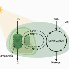 Schema der Photosynthese im Chloroplasten: Licht, H₂O und CO₂ sind Einflussfaktoren. Thylakoidmembran und Calvin-Zyklus wandeln sie in Glukose um.
