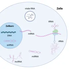 Zelle mit DNA im Zellkern, mRNA, tRNA, rRNA, snRNA, miRNA, lncRNA und viraler RNA. RNA ist ein Molekül, das viele Funktionen in der Zelle hat.
