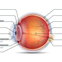 Schnitt durch das Auge mit Beschriftung der einzelnen Teile wie Hornhaut, Linse, Pupille, Netzhaut und Sehnerv.