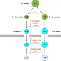 Schema zur Ribosomen Funktion: Prä-Ribosom (90S) zerfällt in 40S und 60S Untereinheiten, die reifen und ins Cytoplasma transportiert werden.