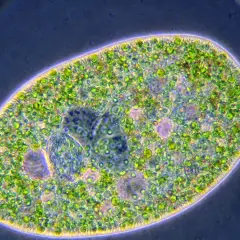 Ein Paramecium, eine einzellige Kreatur, die sich von Algen ernährt. Es ist eine tierzelle, keine pflanzenzelle.
