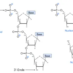Der Aufbau von DNA: Ein Trinukleotid mit Phosphatgruppen, Zucker und Basen. Daneben sind ein Nukleotid und ein Nukleosid dargestellt.