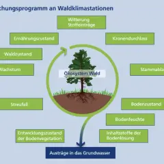 Schema des Stoffkreislaufs im Wald: Witterung, Kronendurchlass, Stammablauf, Bodenzustand, Bodenfeuchte, Nährstoffe, Streufall und Waldzustand beeinflussen das Ökosystem Wald.