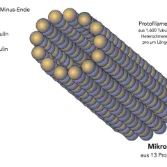 Mikrotubulus aus 13 Protofilamenten, die aus Tubulin-Heterodimeren bestehen. Wichtig für die Cytoskelett-Funktion, Zellform und Transport.