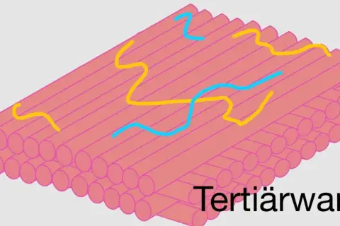 Struktur der Zellwand mit gelben und blauen Linien, die ihre Funktion symbolisieren.