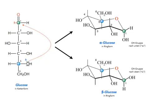 Die Umwandlung von Glucose in Kettenform zu α-Glucose und β-Glucose in Ringform.