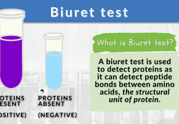 Biuret-Reaktion: Lila Flüssigkeit zeigt Proteine an (positiv), blaue Flüssigkeit zeigt keine Proteine (negativ).