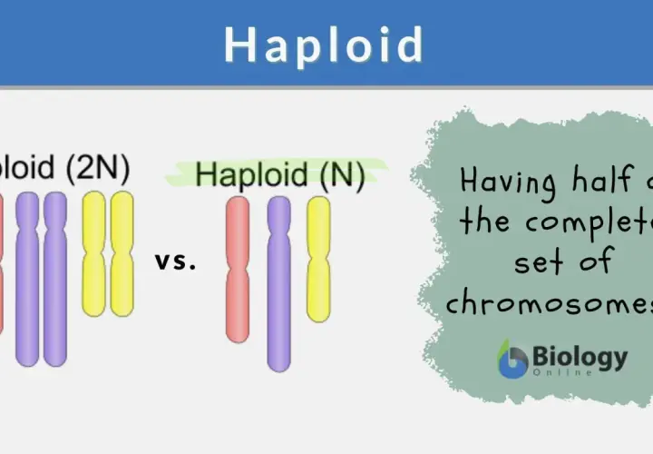 Vergleich von diploiden (2N) und haploiden (N) Chromosomensätzen. Ein haploider Chromosomensatz hat die Hälfte der vollständigen Chromosomen.