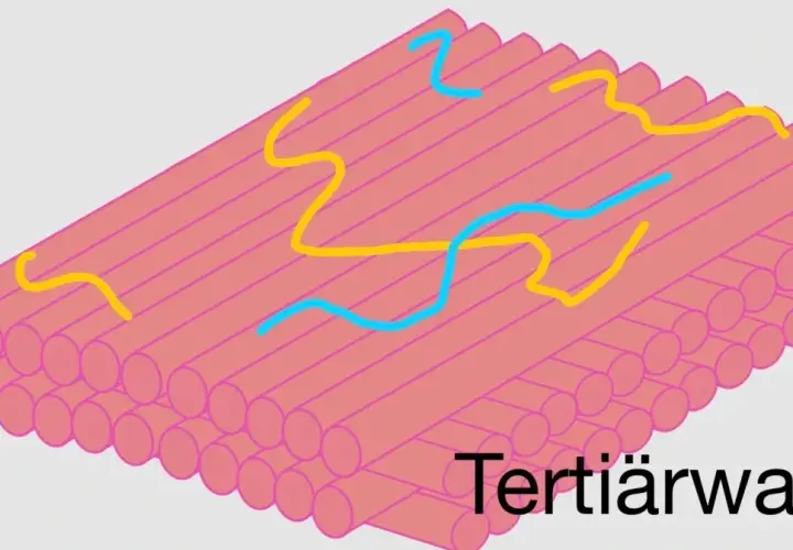 Struktur der Zellwand mit gelben und blauen Linien, die ihre Funktion symbolisieren.