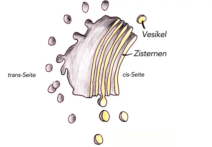 Der Golgi-Apparat mit Zisternen, Vesikeln und cis/trans-Seiten. Seine Funktion ist die Modifikation, Sortierung und Verpackung von Proteinen und Lipiden.