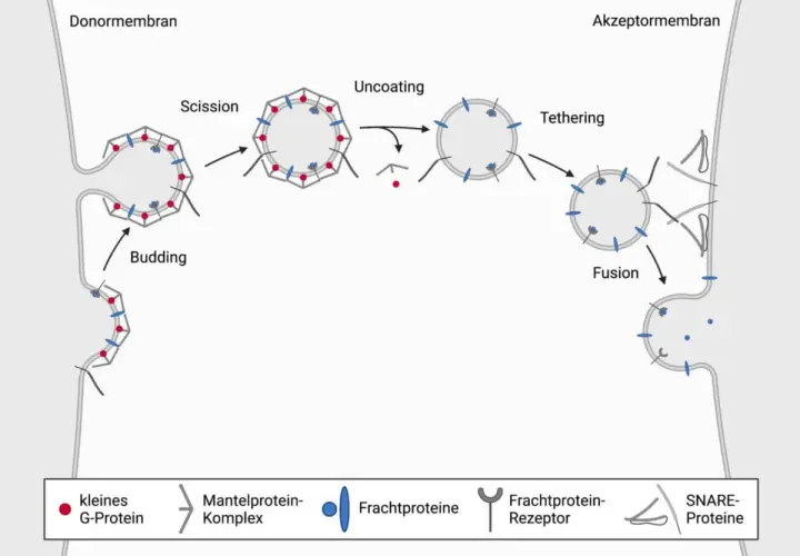 Schema zeigt die Vesikel-Funktion: Knospung, Abschnürung, Entmantelung, Anheftung und Fusion von Vesikeln zur Membran.