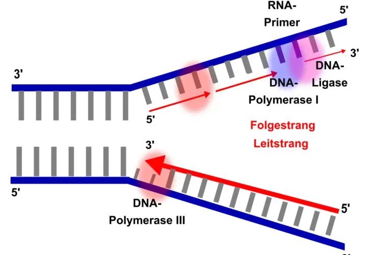 Schema der semikonservativen Replikation: DNA-Polymerase III synthetisiert den Leitstrang, während DNA-Polymerase I und Ligase den Folgestrang aufbauen.