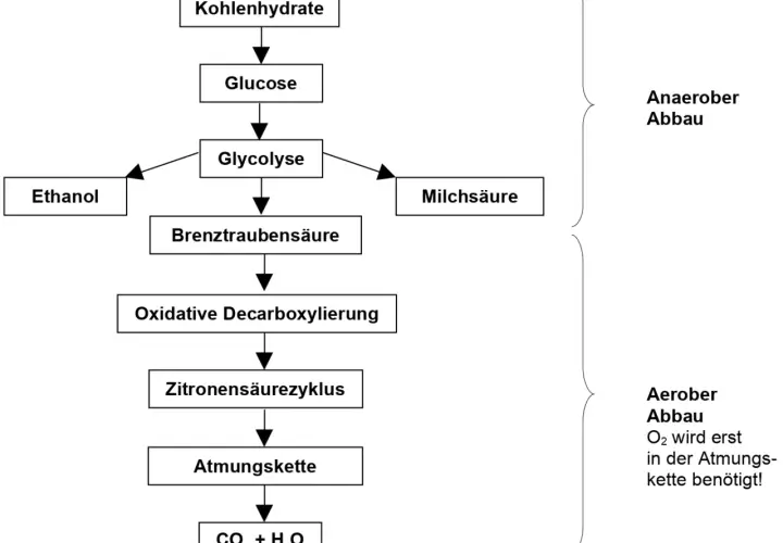Schema der inneren Atmung: Kohlenhydrate werden zu Glucose, dann Glykolyse zu Brenztraubensäure. Anaerober Abbau führt zu Ethanol oder Milchsäure. Aerober Abbau über Zitronensäurezyklus und Atmungskette zu CO₂ + H₂O.