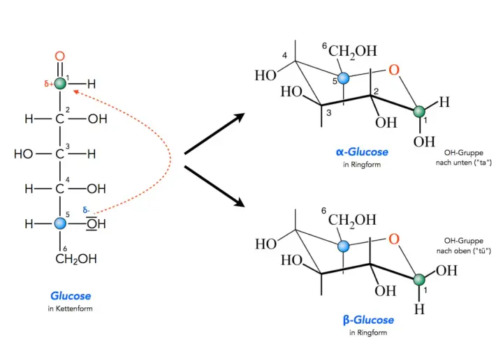 Die Umwandlung von Glucose in Kettenform zu α-Glucose und β-Glucose in Ringform.