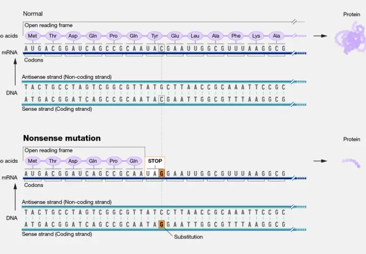 Normaler Proteinaufbau vs. verkürztes Protein durch eine Nonsense-Mutation, die ein Stoppsignal einführt.