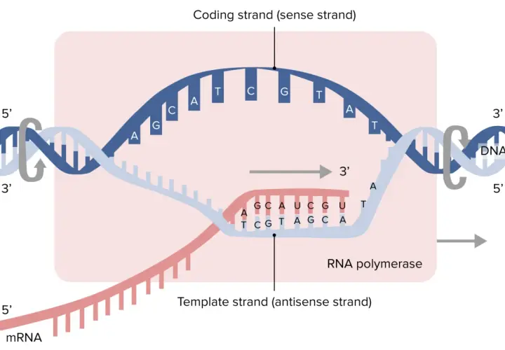 Der Prozess der **DNA-Transkription**: RNA-Polymerase liest die Matrizen-DNA, um mRNA zu synthetisieren.