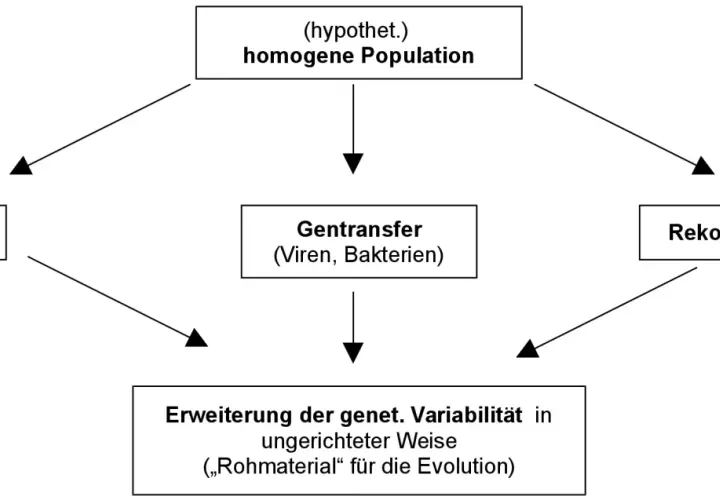 Schema zur synthetischen Evolutionstheorie: Mutation, Gentransfer und Rekombination erweitern genetische Variabilität als Rohmaterial für die Evolution.